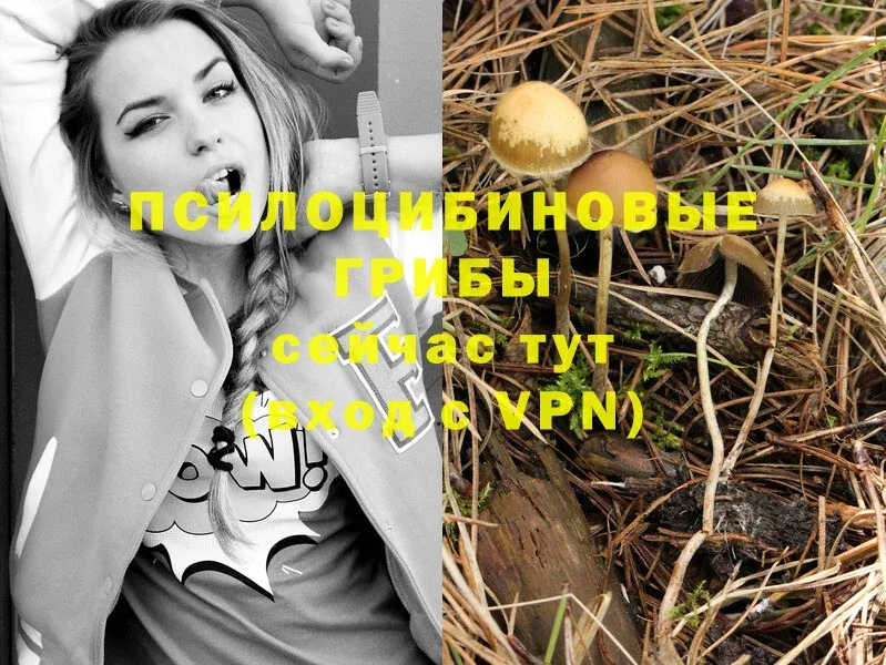 hydra онион  Бодайбо  Галлюциногенные грибы Cubensis 